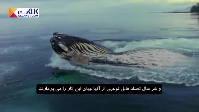 لاشه نهنگ مرده در کنار ساحل تغذیه چندین ماه تعدادی از حیوانات بود