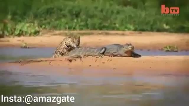 حمله ببر چیتا به تمساح در رودخانه
