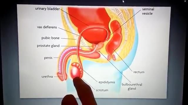 Male reproductive system - دستگاه تناسلی مردانه