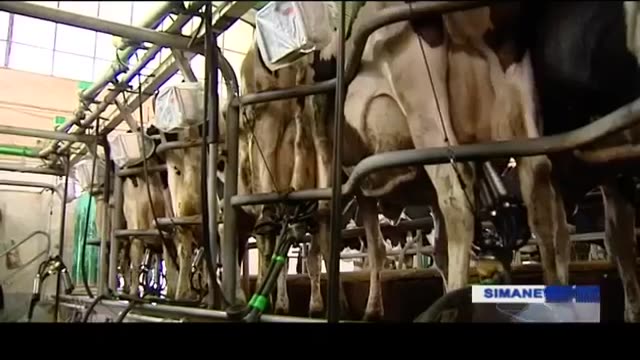 Iran Hamvatan dairy co  Diary farming & Milk production, Hanifi brothers شرکت دام اصیل لار هموطن