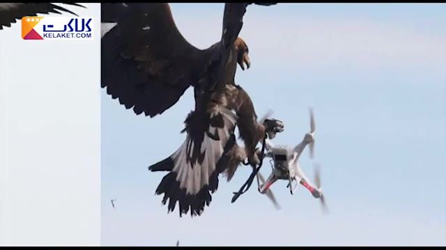 عقابهایی که پهپادهای جاسوسی شکار می کنند