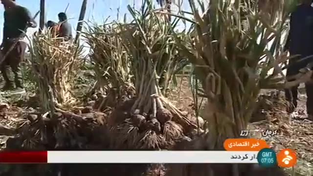 Iran Harvesting Garlic, ShahDad district برداشت سیر بخش شهداد کرمان ایران