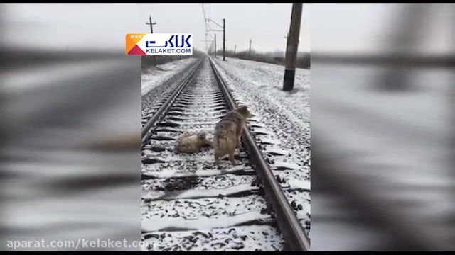 به خاطر همینه میگن سگ باوفا!!.سگی که روی ریل آهن2روز از دوستش مراقبت کرد