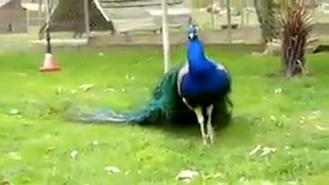 طاووس