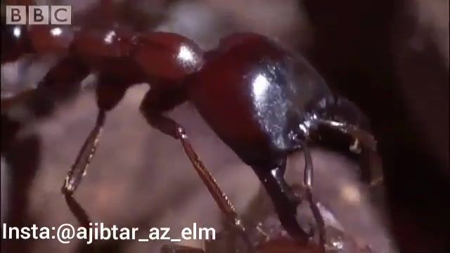 حمله مورچه ها به خرچنگ