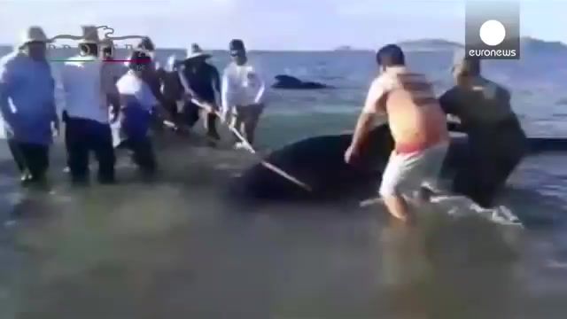 خودکشی بیست و چهار نهنگ در ساحل خلیج کالیفرنیا