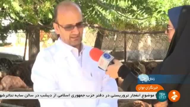 Iran Solutions for feeding Sheep, Zanjan province سازوکارهای خوراک دام زنجان ایران