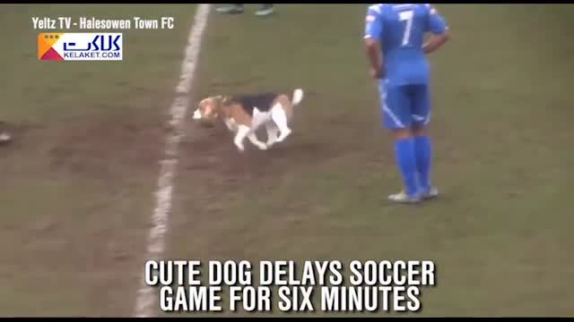 توقف بازی فوتبال برای 6 دقیقه توسط سگ جذاب