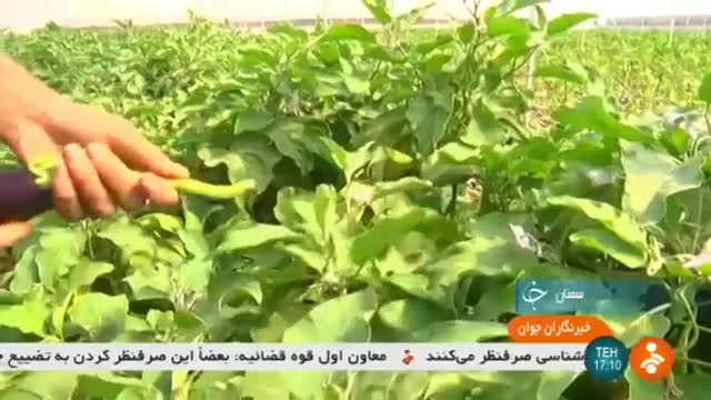 Iran Eggplant greenhouse, Semnan province گلخانه پرورش بادمجان استان سمنان ایران