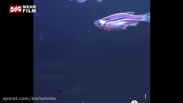 ماهی رباتیک را تماشا کنید