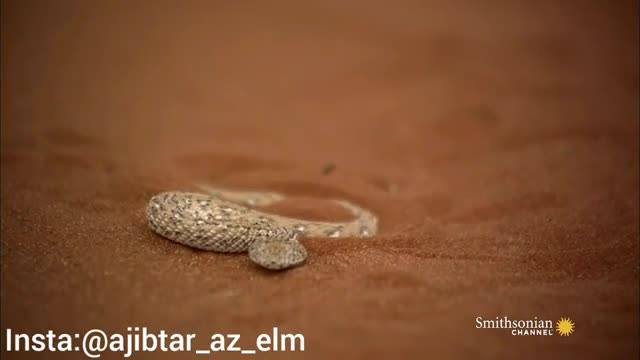 حمله مار مخفی شده زیر شن، به مارمولک در صحرای بزرگ آفریقا