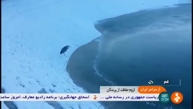 Iran Wild Animals treatment, Qom province درمان حیوانات وحشی استان قم ایران