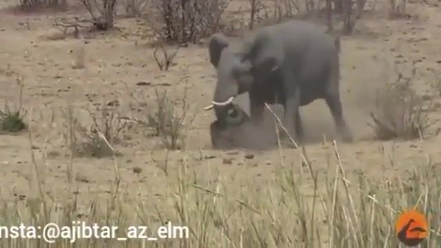 جدال بین فیل و بوفالو، دو حیوان گیاهخوار