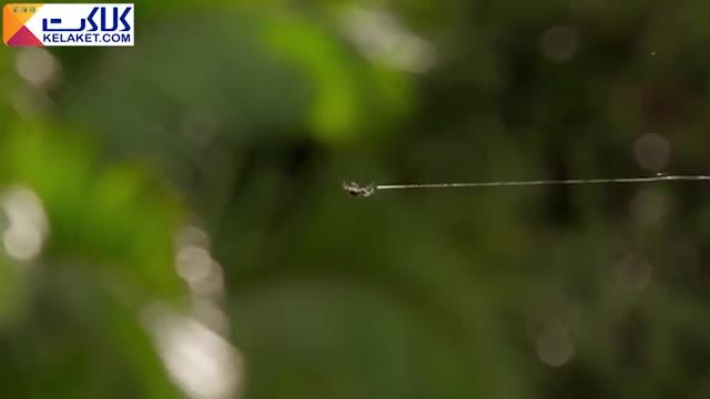 عنکبوت در سرعت بالایی توری به مساحت 20 متر میتند!این صحنه زیبا را  ببینید