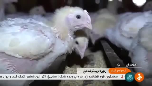 Iran Chicken farming & Poultry Slaughterhouse پرورش مرغ و کشتارگاه مرغ مازندران ایران