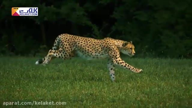 صحنه آهسته ؛؛ دویدن یک یوزپلنگ چیتا واقعا دیدنی و حیرت انگیز
