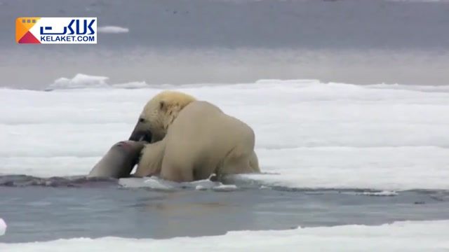 کلیپی دیدنی از شکار شیر دریایی توسط خرس قطبی