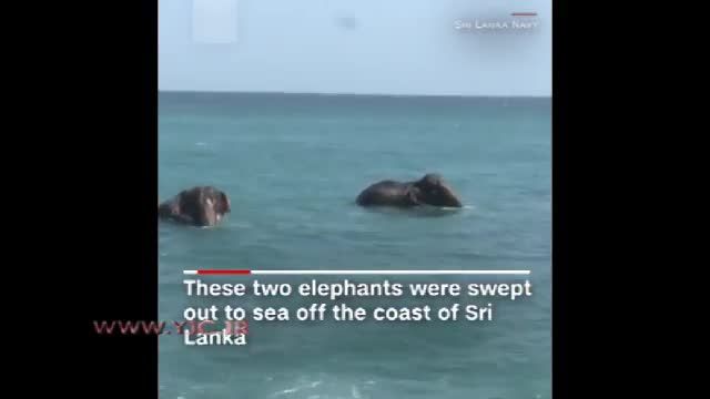 نجات فیل‌ها از غرق شدن در دریا توسط گارد ساحلی