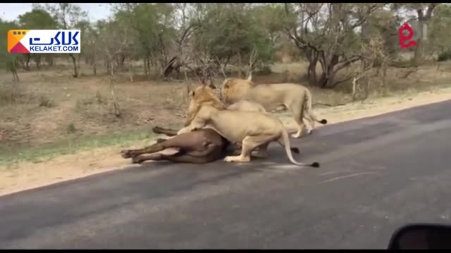 ویدیوی جذاب از شکار گاومیش در وسط جاده توسط چند شیر