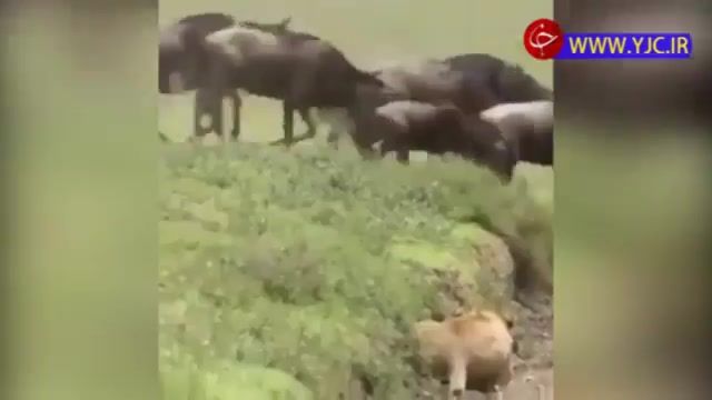 لحظه شکار گوزن یالدار توسط شیر ماده آفریقایی