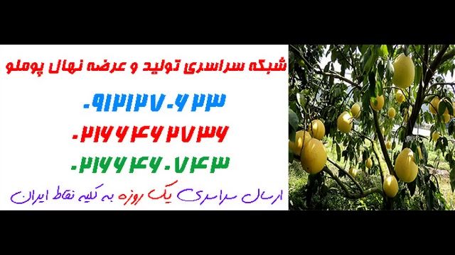 بزرگترین مرکز فروش نهال پوملو در کشور 09121270623 