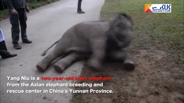 سر خوردن و تفریح کردن بچه فیل  در باغ وحش 