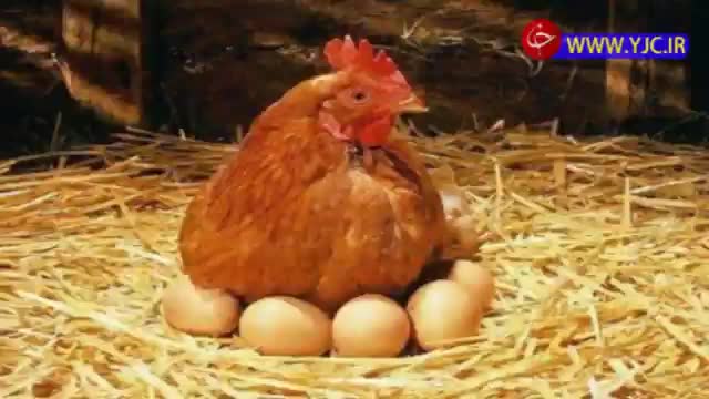 واردات جوجه یک روزه مرغ تخم‌گذار با وجو پتانسیل تولید داخلی