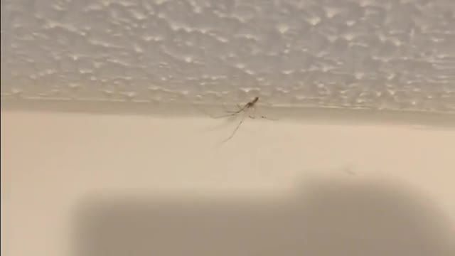 How To Get Rid Of Spiders - چگونه خانه را از عنکبوت ها پاک کنیم