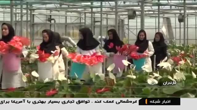 Iran Flowers Greenhouse, Chamestan district, Noor county گلخانه پرورش گل بخش چمستان نور ایران
