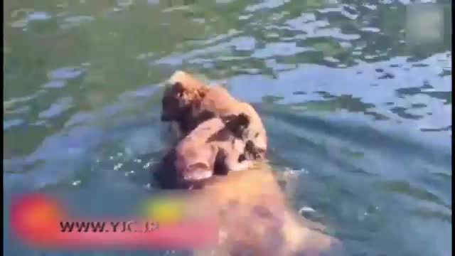 تلاش دیدنی خرس قهوه ای برای عبور فرزندانش از رودخانه