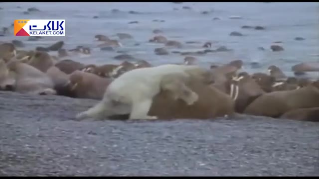 شکست خرس قطبی از شکار گزار دریایی هم جثه خودش 