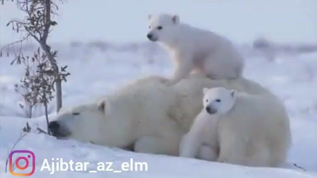 فیلمی جالب از خرس قطبی و توله هایش