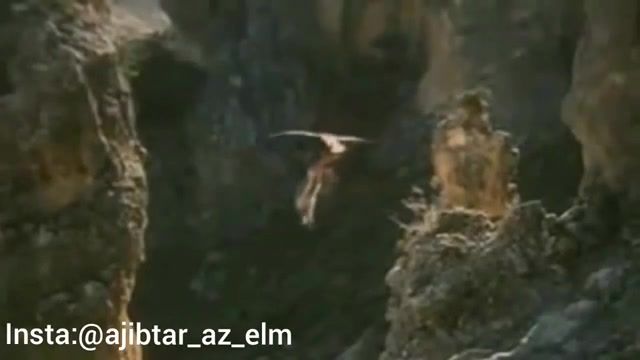 حمله عقاب طلایی به یک بز کوهی و حمل آن در هوا