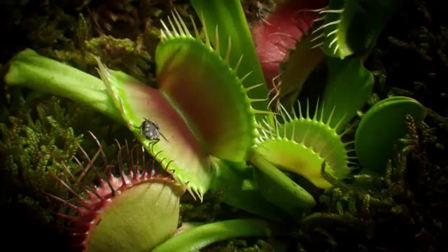 ‫ونوس مگس‌خوار | Venus flytrap‬‎