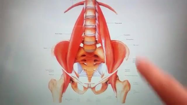 ‫عضله ایلیاکوس - Iliacus muscle‬‎
