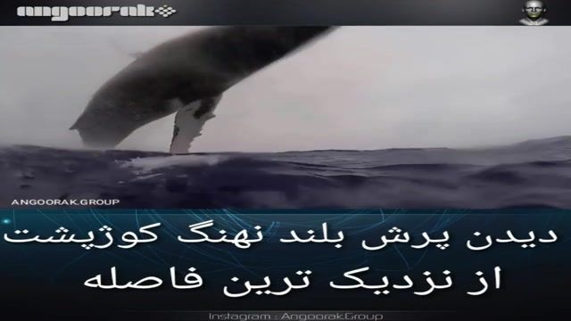 فیلمی نزدیک از پرش بلند نهنگ کوژپشت