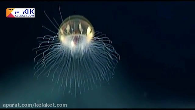 نورافشانی عروس دریایی که  امکان دید را تا عمق سه هزار متری زیر آب فراهم می کند!!