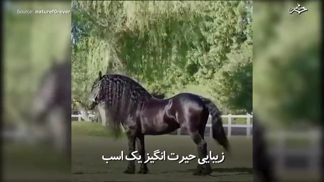 ‫زیبایی حیرت‌ انگیز یک اسب‬‎