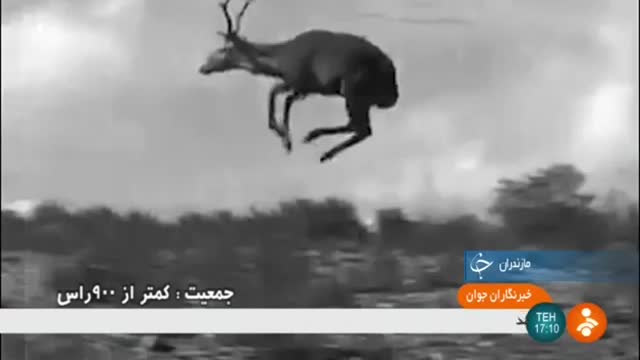 Iran Maral breeding in Nature, Mazandaran province پرورش مارال در طبیعت مازندران ایران