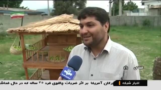 Iran Green Plums harvest, Nokandeh district برداشت گوجه سبز بخش نوکنده ایران