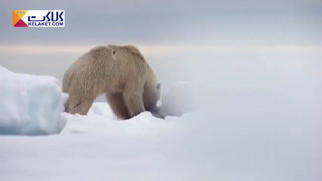 شکار شدن  فک دریایی توسط خرس قطبی !!