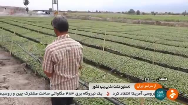 Iran Cotton Paddy cultivation, Golestan province کاشت جوانه پنبه استان گلستان ایران