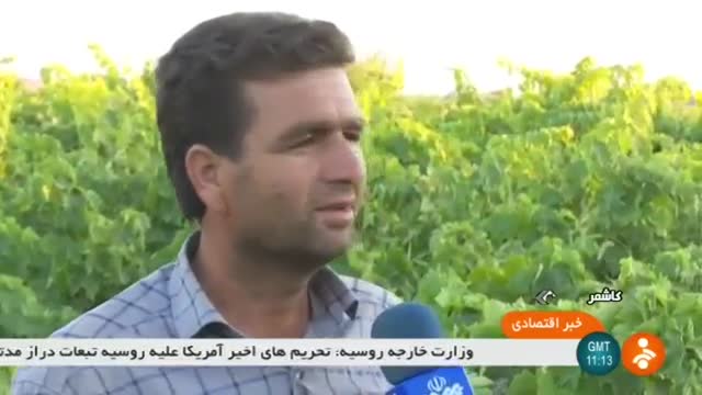 Iran Green Grapes harvest, Kashmar county برداشت انگور سبز شهرستان کاشمر ایران