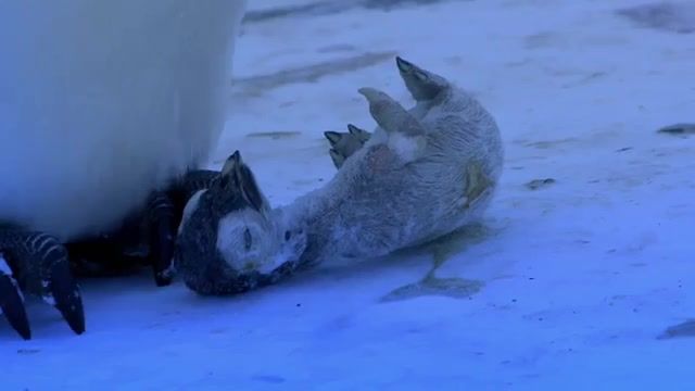 کلیپی از لحظات دردناک و غم انگیز روبرو شدن پنگوین ها با جسد فرزندشان 