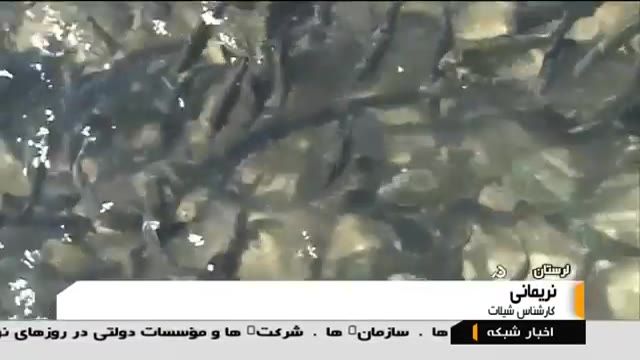 Iran Fish farming, Aleshtar city پرورش ماهی الشتر لرستان ایران