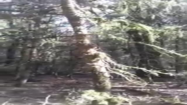 قطع درختان ممنوع‌القطع شمشاد در منطقه گردشگری جنگل مهربان‌رود