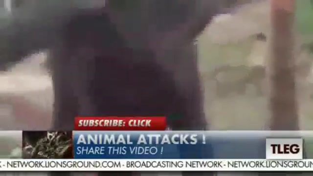 ‫حمله حیوانات وحشی به انسان. پارت یک‬‎
