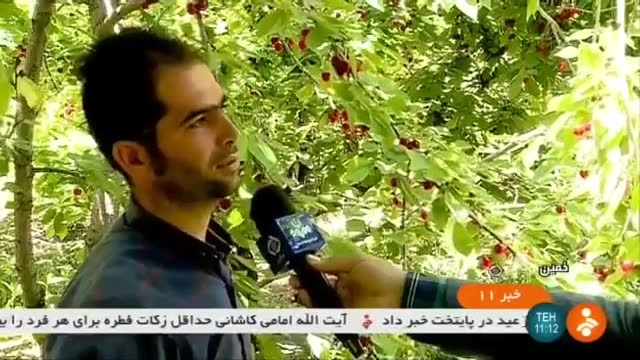Iran Cherry picking, Khomein county برداشت گیلاس شهرستان خمین ایران