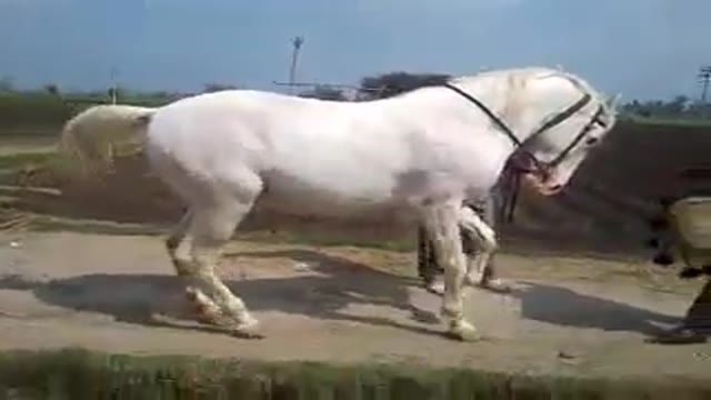 ‫رقص اسب ایرانی‬‎