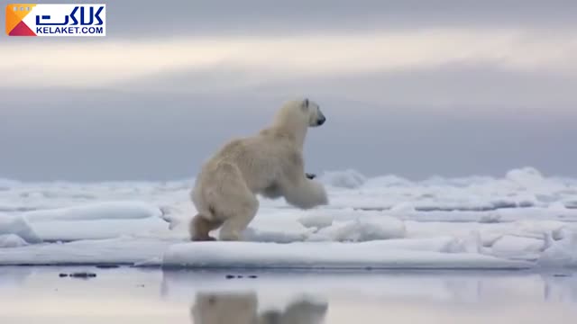 زندگی  دیدنی خرس های قطبی در چند دقیقه !!